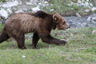 Ours brun